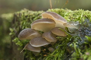 Toothed Jelly Fungus or False Hedgehog Mushroom -Pseudohydnum gelatinosum-, Thuringia Toothed Jelly Fungus or False Hedgehog Mushroom -Pseudohydnum gelatinosum-, Thuringia
