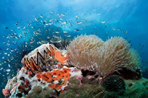 <b class=qtipBold><figcaption>toothy reef</figcaption></b><br>Coral reef: 'toothy' shell and anemone.<br><em>© Andrey Narchuk</em> toothy reef