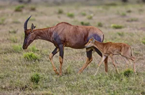 Topi Antelope -Damaliscus lunatus- with young, Masai Mara National Reserve, Kenya Topi Antelope -Damaliscus lunatus- with young, Masai Mara National Reserve, Kenya