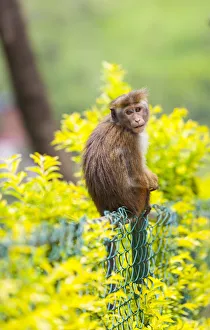 Toque Monkey or Toque Macaque -Macaca sinica- perched on a fence, Sri Lanka Toque Monkey or Toque Macaque -Macaca sinica- perched on a fence, Sri Lanka