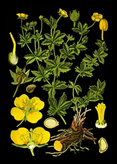 tormentil, septfoil, Tormentilla erecta, Potentilla laeta, Potentilla tormentilla tormentil, septfoil, Tormentilla erecta, Potentilla laeta, Potentilla tormentilla
