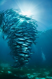 <b class=qtipBold><figcaption>Tornado</figcaption></b><br>School of fish.<br><em>© Andrey Narchuk</em> Tornado