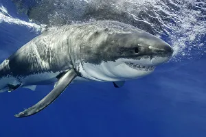 <b class=qtipBold><figcaption>Torpedo</figcaption></b><br>White shark moving aggressively towards bait.<br><em>© Wildestanimal 2015</em> Torpedo