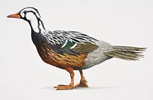 Torrent duck, Merganetta armata, colourful duck with an orange beak copper belly and a white head Torrent duck, Merganetta armata, colourful duck with an orange beak copper belly and a white head