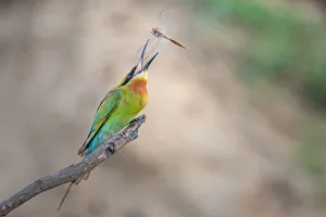 <b class=qtipBold><figcaption>Tossing</figcaption></b><br>A Blue-tailed bee-eater tossing its fresh-caught dragonfly at Amphoe Phra Nakhon Si Ayutthaya, Thailand<br><em>© 2016 Phoo Chan</em> Tossing