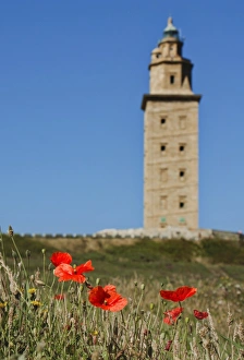 Tower of Hercules with poppies in foreground, A CoruA±a (Galicia, Spain) Tower of Hercules with poppies in foreground, A CoruA±a (Galicia, Spain)