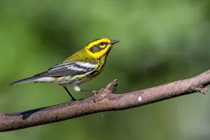 <b class=qtipBold><figcaption>Townsend's Warbler</figcaption></b><br>A Townsend's Warbler on a perch<br><em>© 2015 Phoo Chan</em> Townsend's Warbler