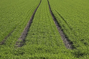 Tractor tracks, green seeded field near Biberach, Baden-Wuerttemberg, Germany, Europe Tractor tracks, green seeded field near Biberach, Baden-Wuerttemberg, Germany, Europe