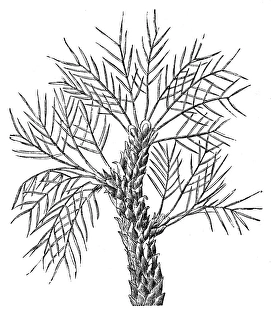 Tragacanth gum tree (Astragalus gummifer) Tragacanth gum tree (Astragalus gummifer)