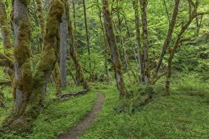 Trail and forest, Gifford Pinchot National Forest, Washington State, USA Trail and forest, Gifford Pinchot National Forest, Washington State, USA