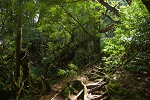 Trail through lush rainforest, Yakushima, Japan Trail through lush rainforest, Yakushima, Japan