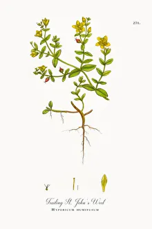 Trailing St. Johnas Wort, Hypericum humifusum, Victorian Botanical Illustration, 1863 Trailing St. Johnas Wort, Hypericum humifusum, Victorian Botanical Illustration, 1863