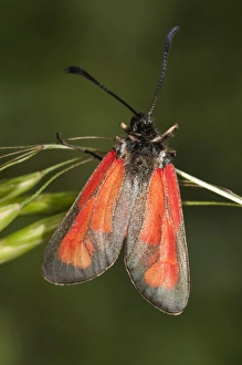 Transparent Burnet -Zygaena purpuralis-, Lake Kerkini region, Greece, Europe Transparent Burnet -Zygaena purpuralis-, Lake Kerkini region, Greece, Europe
