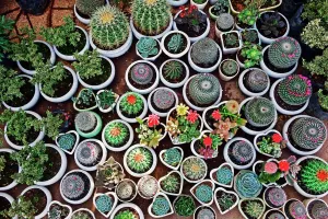 Prints of cactus, plants, pattern, Travel, 477168545 Travel Imagery Prints: Da Lat Cactus Print: Vibrant Market Scene
