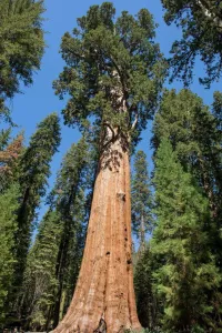 General Sherman Tree Print, Giant Forest Sequoia National Park