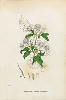 Travelleras Joy, Clematis Vitalba, Victorian Botanical Illustration, 1863 Travelleras Joy, Clematis Vitalba, Victorian Botanical Illustration, 1863