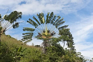 Bird Of Paradise Plant Gallery: Travellers Tree or Travellers Palm -Ravenala madagascariensis- in its natural habitat near