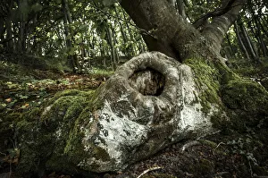 Tree cave in an Ancient Beech -Fagus-, Jasmund National Park, Rugen, Mecklenburg-Western Pomerania, Germany Tree cave in an Ancient Beech -Fagus-, Jasmund National Park, Rugen, Mecklenburg-Western Pomerania, Germany