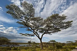 Tree with clouds, Lake Masek, Ndutu area, Tanzania Tree with clouds, Lake Masek, Ndutu area, Tanzania