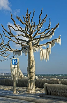 Tree coated with a thick layer of ice on promenade on Lake Geneva, Versoix, Canton of Geneva, Switzerland Tree coated with a thick layer of ice on promenade on Lake Geneva, Versoix, Canton of Geneva, Switzerland