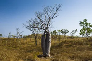 Tree couple, Baobab Trees -Adansonia sp.-, near Wyndham, Kimberley, Western Australia Tree couple, Baobab Trees -Adansonia sp.-, near Wyndham, Kimberley, Western Australia
