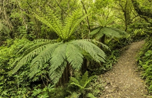 Tree Ferns -Cyatheales- along a hiking trail through primary rainforest, North Island Tree Ferns -Cyatheales- along a hiking trail through primary rainforest, North Island
