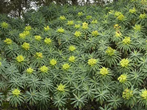 Tree Form Bush Spurge -Euphorbia lambii-, endemic to La Gomera, La Gomera, Canary Islands Tree Form Bush Spurge -Euphorbia lambii-, endemic to La Gomera, La Gomera, Canary Islands