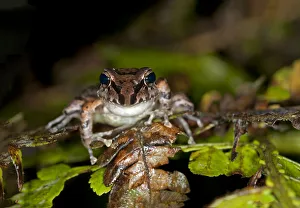 Tree frog species -Pristimantis w-nigrum-, Tandayapa region, Pichincha Tree frog species -Pristimantis w-nigrum-, Tandayapa region, Pichincha