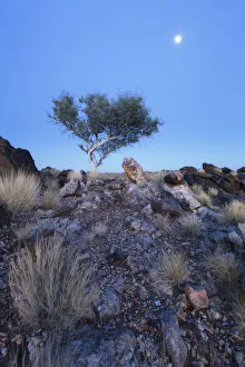 Tree on a hill sunrise with the moon still high in the sky, Augrabies National Park Tree on a hill sunrise with the moon still high in the sky, Augrabies National Park