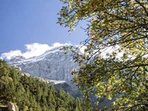 Tree of leaf expires in autumn in a valley with rocky covered with snow mountains with a Tree of leaf expires in autumn in a valley with rocky covered with snow mountains with a