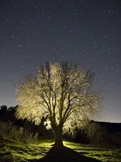 Tree without leaves one winter night starred Tree without leaves one winter night starred