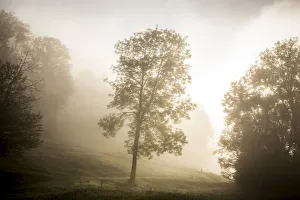 Tree in the morning fog, Schliersee, Upper Bavaria, Bavaria, Germany Tree in the morning fog, Schliersee, Upper Bavaria, Bavaria, Germany