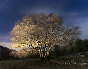 Tree in the night moved by the force of the wind Tree in the night moved by the force of the wind