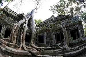 Tree roots covering temple ruins in the ancient city of Angkor Wat, Northwestern Cambodia Tree roots covering temple ruins in the ancient city of Angkor Wat, Northwestern Cambodia