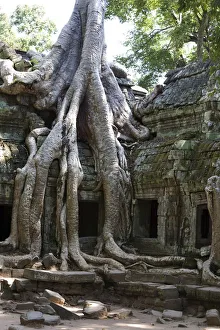 Tree roots covering temple ruins in the ancient city of Angkor Wat, Northwestern Cambodia Tree roots covering temple ruins in the ancient city of Angkor Wat, Northwestern Cambodia