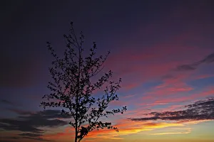 Tree silhouette against the evening sky, Mittelberg, Biberach an der Riss, Upper Swabia Tree silhouette against the evening sky, Mittelberg, Biberach an der Riss, Upper Swabia