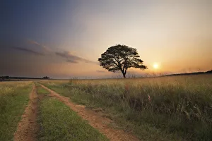 Tree sunset with a two track road in the foreground - Ezemvelo Nature Reserve, Bronkhorstpruit South Africa Tree sunset with a two track road in the foreground - Ezemvelo Nature Reserve, Bronkhorstpruit South Africa