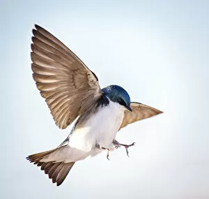 Tree Swallow Dramatic Landing Action at Jones Beach, Long Island