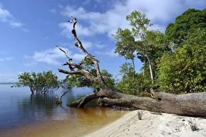 Tree trunk of a giant rainforest tree on the banks of the Amazon and Rio Solimoes Tree trunk of a giant rainforest tree on the banks of the Amazon and Rio Solimoes