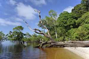 Tree trunk of a giant rainforest trees lying on the banks of the Amazon and Rio Solimoes Tree trunk of a giant rainforest trees lying on the banks of the Amazon and Rio Solimoes