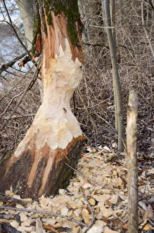 Tree trunk gnawed by a beaver in a riverside forest, Innufer Aue, bei Rosenheim, Upper Bavaria, Bavaria, Germany Tree trunk gnawed by a beaver in a riverside forest, Innufer Aue, bei Rosenheim, Upper Bavaria, Bavaria, Germany
