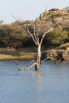 Tree in water, Andreas Damm, Khomas, Namibia Tree in water, Andreas Damm, Khomas, Namibia