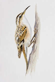 Treecreeper (Certhiidae), perching on a trees bark, side view Treecreeper (Certhiidae), perching on a trees bark, side view