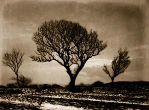 <b class=qtipBold><figcaption>Three Trees</figcaption></b><br>An albumen print of three trees silhouetted against a stormy sky in a field around the area of Whitby and Eskdale. (Photo by Frank Meadow Sutcliffe/Getty Images) Three Trees