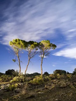 Trees and clouds in movement for the wind Trees and clouds in movement for the wind