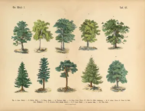 Trees in the Forest, Victorian Botanical Illustration Trees in the Forest, Victorian Botanical Illustration