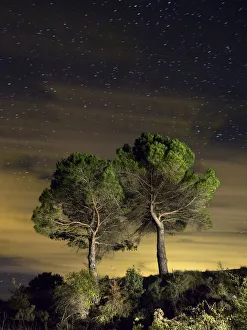 Two trees isolated under a sky of stars and clouds Two trees isolated under a sky of stars and clouds
