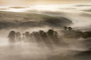 Trees in the mist, peak district landscape Trees in the mist, peak district landscape