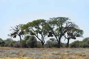 Trees with nesting colony of the Sociable Weaver -Philetairus socius-, Etosha National Park Trees with nesting colony of the Sociable Weaver -Philetairus socius-, Etosha National Park