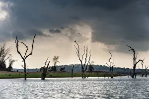 Trees sticking out of the water, Kabini Reservoir, Nagarhole National Park, Karnataka Trees sticking out of the water, Kabini Reservoir, Nagarhole National Park, Karnataka